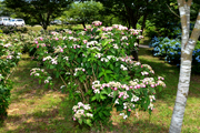 この日の公園内のあじさいの様子2