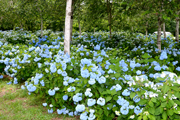 この日の公園内のあじさいの様子3