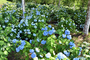 翠雲公園のあじさいの状況3