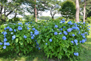 中央公園のあじさいの状況2