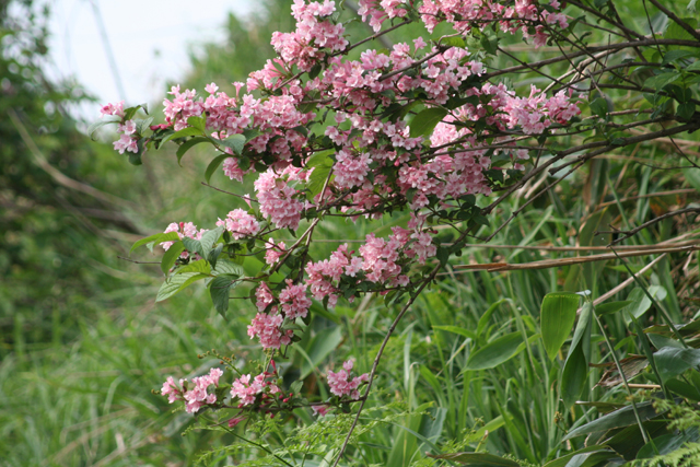 ドライバーの目を引く野の花 初夏 野山の道路沿いの景観 北秋田市ホームページ 住民が主役のもりのまち