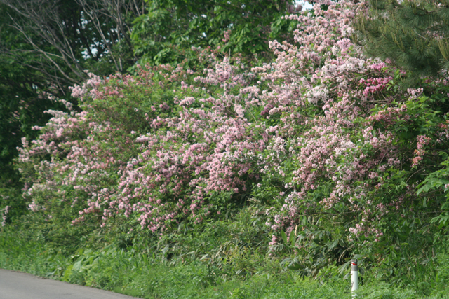 ドライバーの目を引く野の花 初夏 野山の道路沿いの景観 北秋田市ホームページ 住民が主役のもりのまち