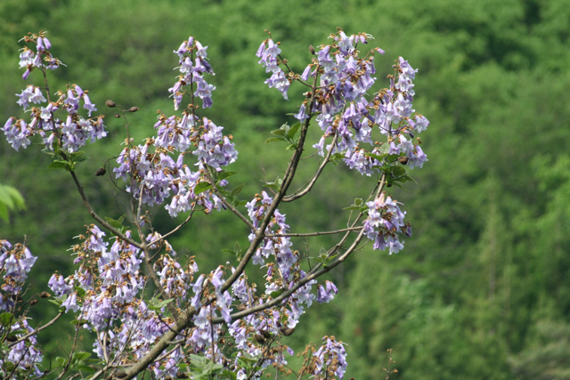 ドライバーの目を引く野の花 初夏 野山の道路沿いの景観 北秋田市ホームページ 住民が主役のもりのまち