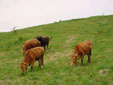 広大な牧場に放された牛たち(1)