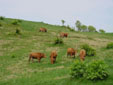 広大な牧場に放された牛たち広大な牧場に放された牛たち(2)