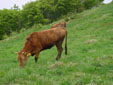 広大な牧場に放された牛たち(3)