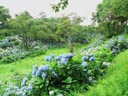 鷹巣中央公園のあじさい