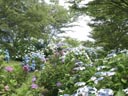 合川あじさいまつり