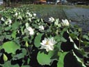 釜堤公園のハスの花(2)