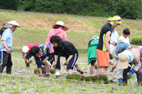 田植え、その②