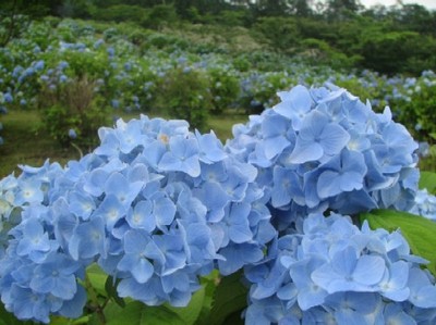 翠雲 すいうん 公園 北秋田市ホームページ 住民が主役のもりのまち 翠雲 すいうん 公園 北秋田市ホームページ 住民が主役のもりのまち