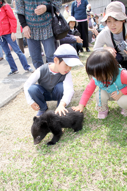 子熊はみんなの人気者 北秋田市ホームページ 住民が主役のもりのまち