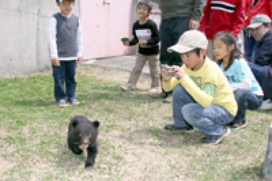 子熊はみんなの人気者！ | 北秋田市ホームページ 住民が主役のもりのまち