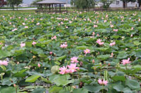 釜堤公園のハス１