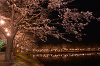 満開の桜と語らいを楽しむ1