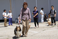 犬のしつけ方教室1