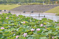 釜堤公園のハス1