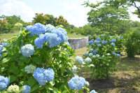 翠雲公園のあじさい