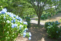 翠雲公園のあじさい3