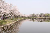 写真：桜