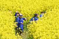 菜の花迷路