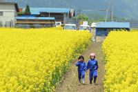 菜の花の道を散策