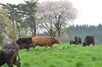 広い牧場で草をはむ牛たち