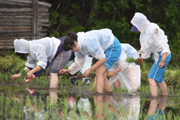 田植えの様子1