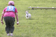 2011年警察犬奥羽日本訓練チャンピオン大会2