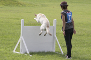 2011年警察犬奥羽日本訓練チャンピオン大会3