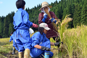 ひと株ずつ丁寧に刈り取っていく4〜6年生の児童2