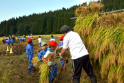 刈り取った稲をハサ掛けまで運搬する1〜3年生の児童2