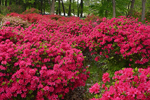 中央公園つつじ