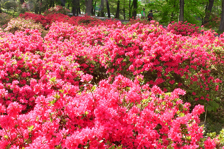 中央公園つつじ