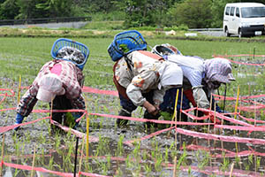 田植えを行う参加者