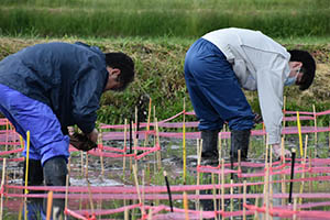 田植えを行う参加者2