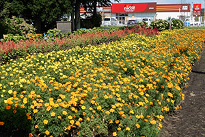 合川ことぶき大学の花だん