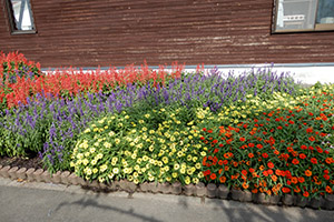 比内支援学校たかのす校の花だん