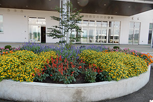 合川小学校の花だん