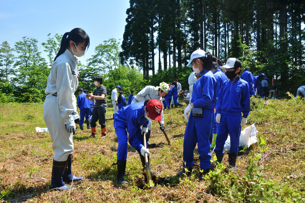  ベニヤマザクラ植樹