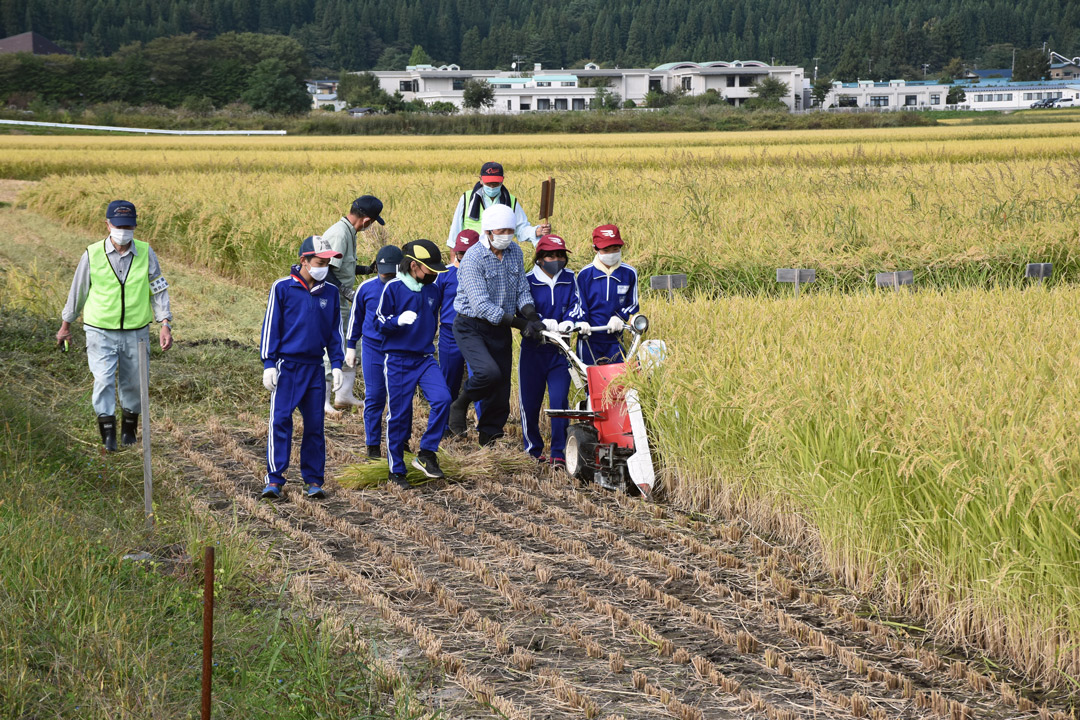  手押し稲刈り機での収穫作業