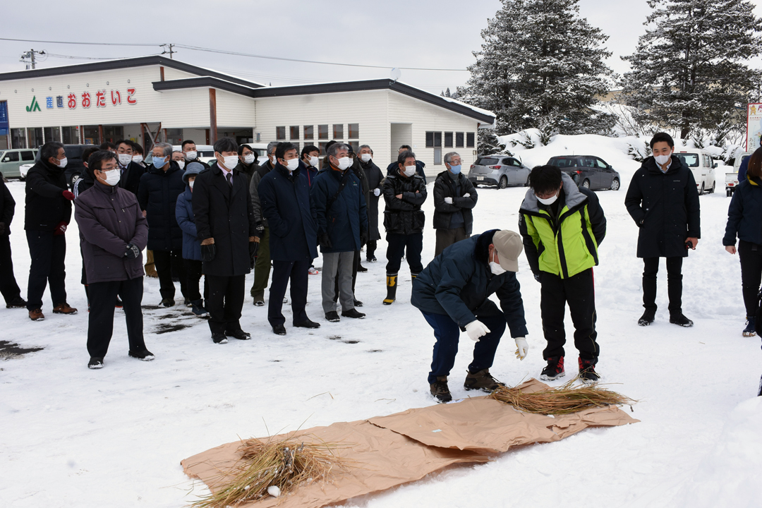 雪田から刈り取られた稲を見守る農業関係者