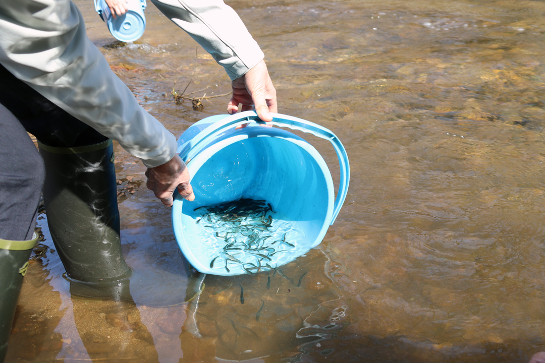 放流したサケの稚魚の様子