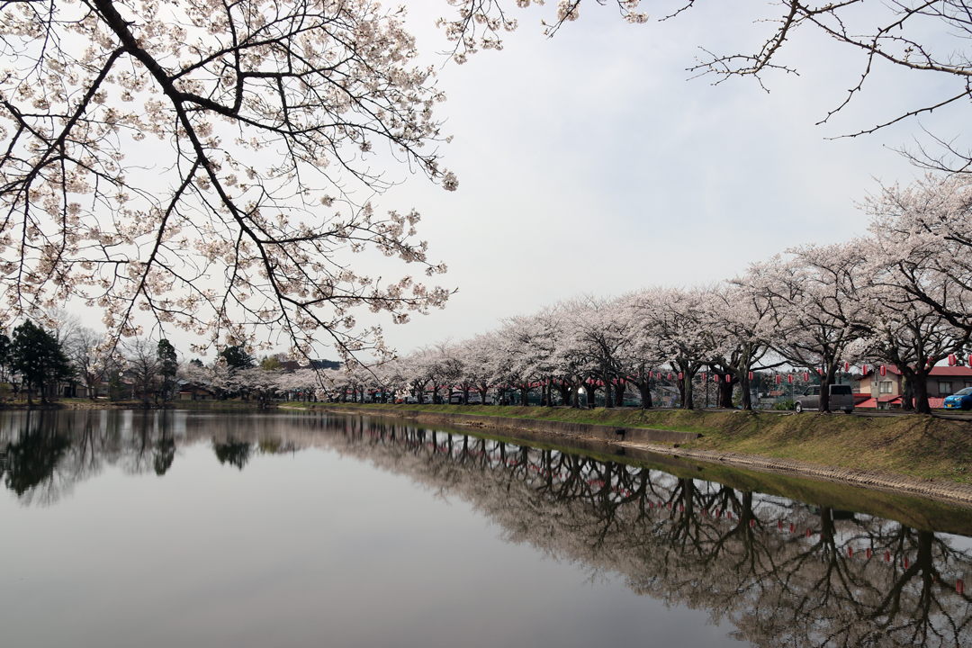 鷹巣中央公園桜まつり