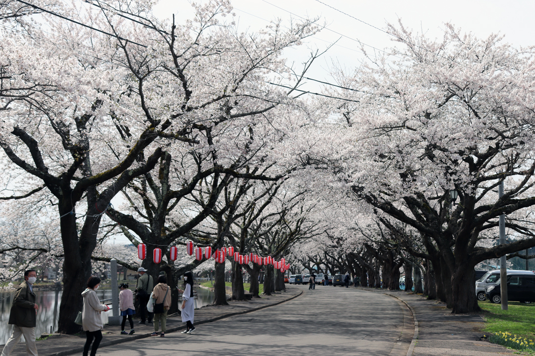 鷹巣中央公園桜まつり