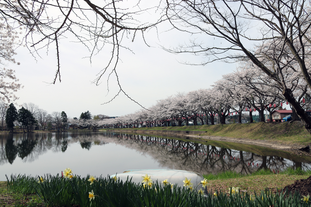 鷹巣中央公園桜まつり