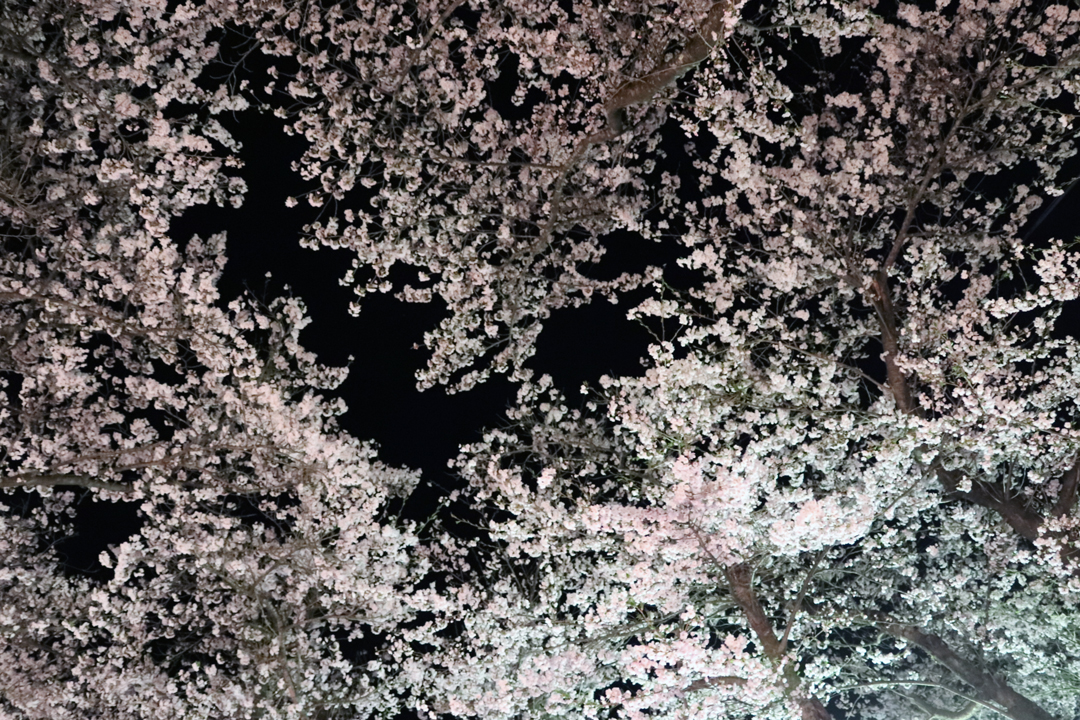 鷹巣中央公園桜まつり