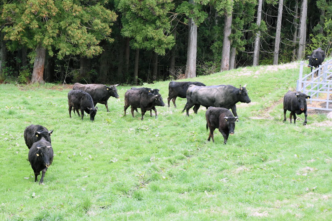 パドック周辺を走り回る牛たち