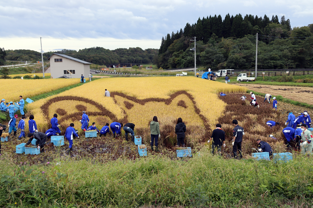 田んぼアート稲刈り