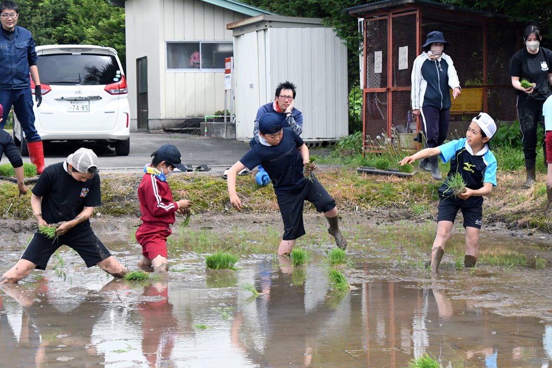 田植え